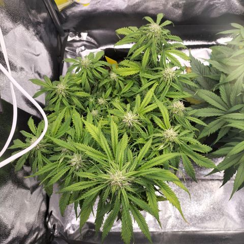 Northern Lights Auto (Indica) growlog timeline photo