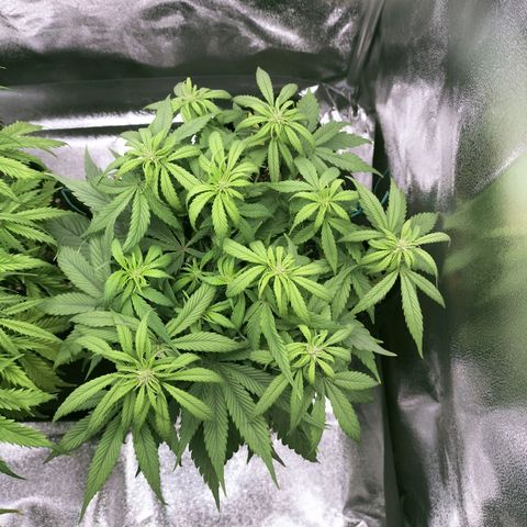 Royal Kush Auto (Indica) growlog timeline photo