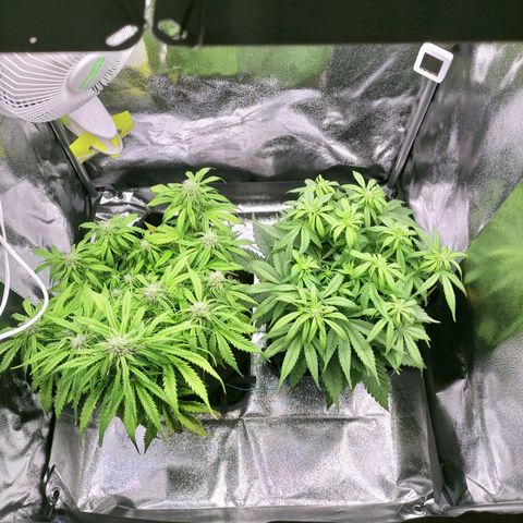 Northern Lights Auto (Indica) growlog timeline photo