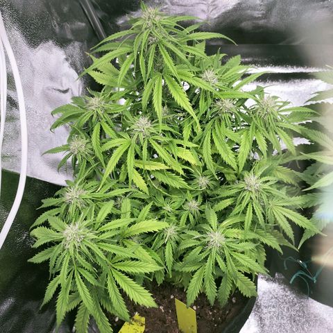 Northern Lights Auto (Indica) growlog timeline photo