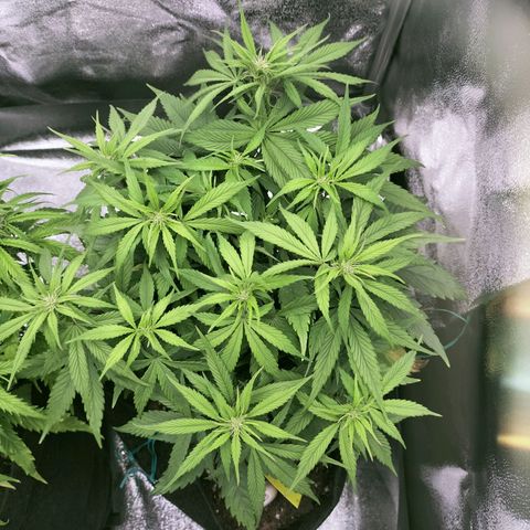 Royal Kush Auto (Indica) growlog timeline photo