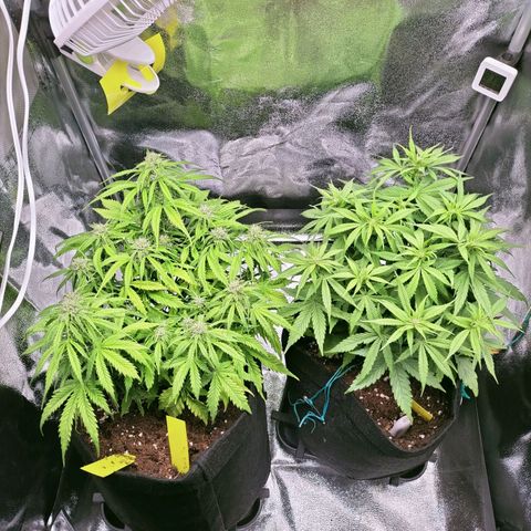 Northern Lights Auto (Indica) growlog timeline photo