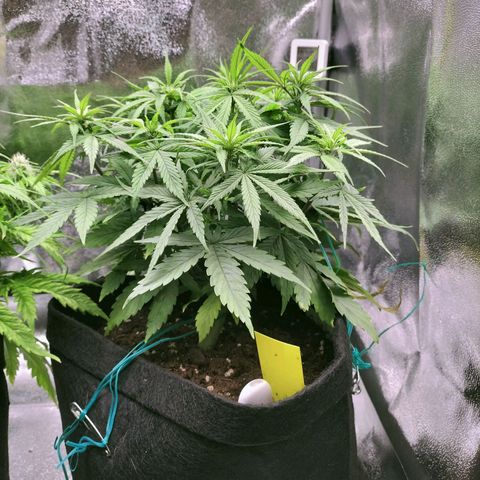 Northern Lights Auto (Indica) growlog timeline photo