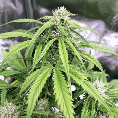 Northern Lights Auto (Indica) growlog timeline photo