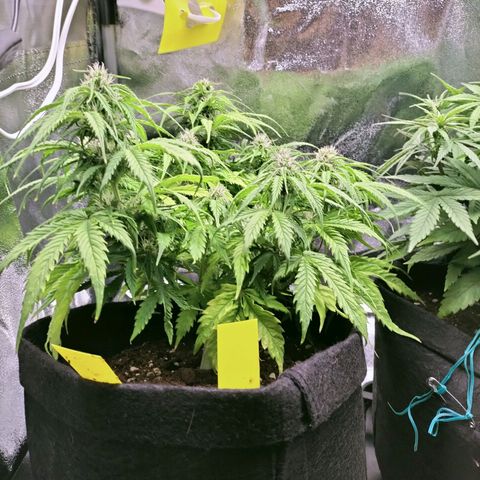 Northern Lights Auto (Indica) growlog timeline photo
