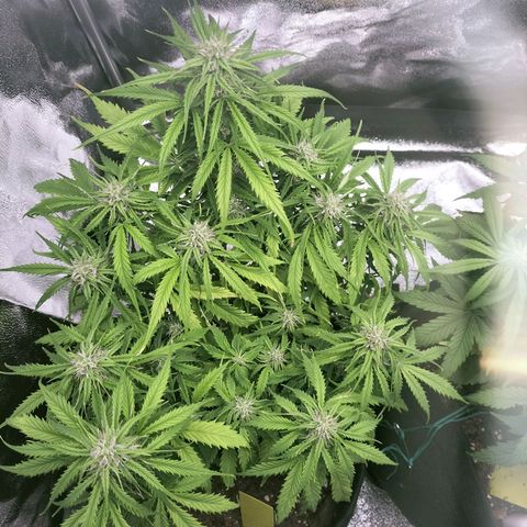 Northern Lights Auto (Indica) growlog timeline photo