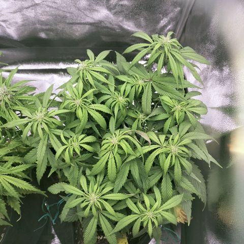 Royal Kush Auto (Indica) growlog timeline photo