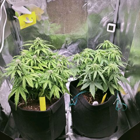 Northern Lights Auto (Indica) growlog timeline photo