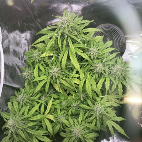 Northern Lights Auto (Indica) growlog timeline photo