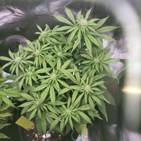 Royal Kush Auto (Indica) growlog timeline photo