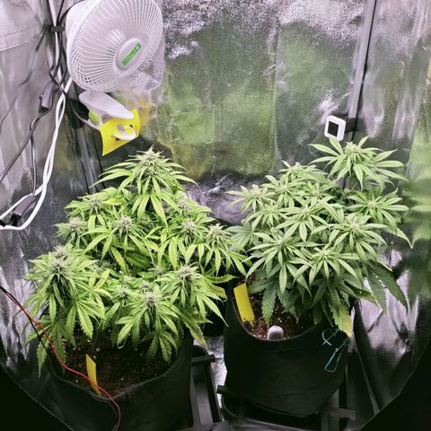 Northern Lights Auto (Indica) growlog timeline photo