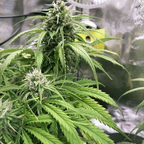 Northern Lights Auto (Indica) growlog timeline photo
