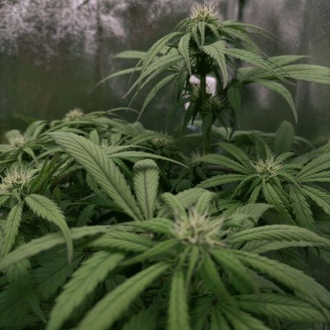 Royal Kush Auto (Indica) growlog timeline photo