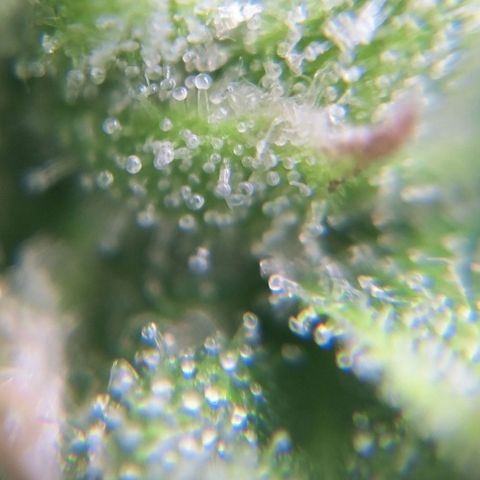Northern Lights Auto (Indica) growlog timeline photo