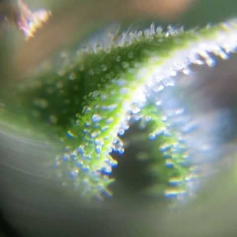 Northern Lights Auto (Indica) growlog timeline photo