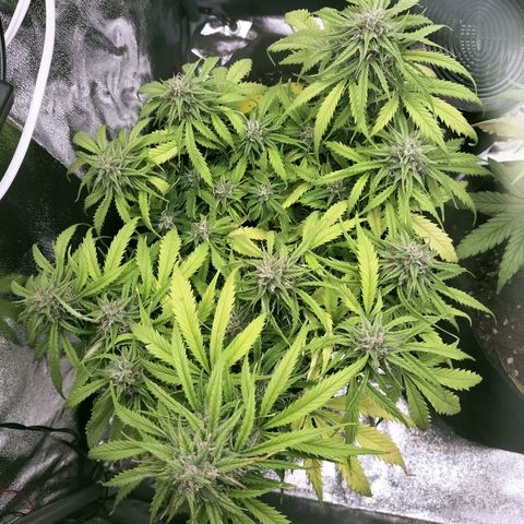 Northern Lights Auto (Indica) growlog timeline photo