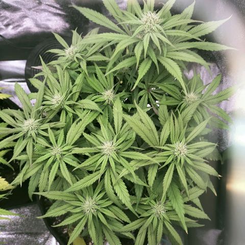 Royal Kush Auto (Indica) growlog timeline photo