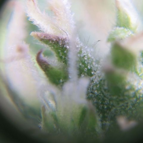 Royal Kush Auto (Indica) growlog timeline photo