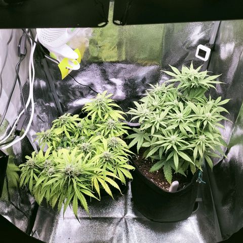 Northern Lights Auto (Indica) growlog timeline photo