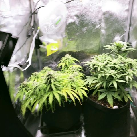 Northern Lights Auto (Indica) growlog timeline photo