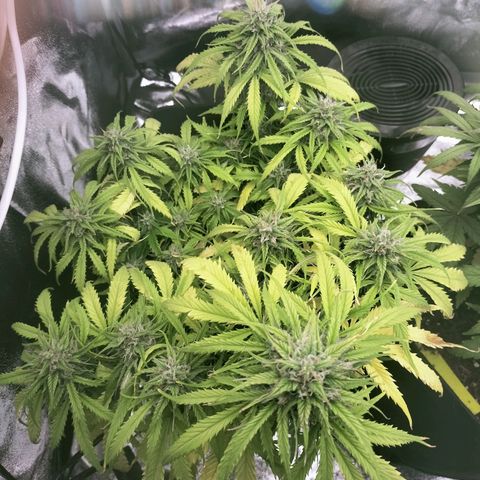 Northern Lights Auto (Indica) growlog timeline photo