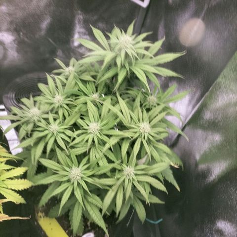 Royal Kush Auto (Indica) growlog timeline photo
