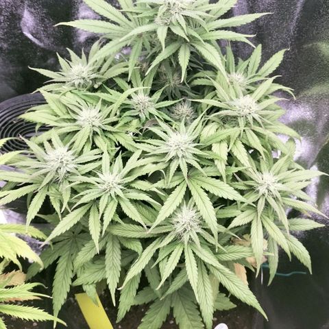 Royal Kush Auto (Indica) growlog timeline photo