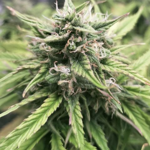 Northern Lights Auto (Indica) growlog timeline photo