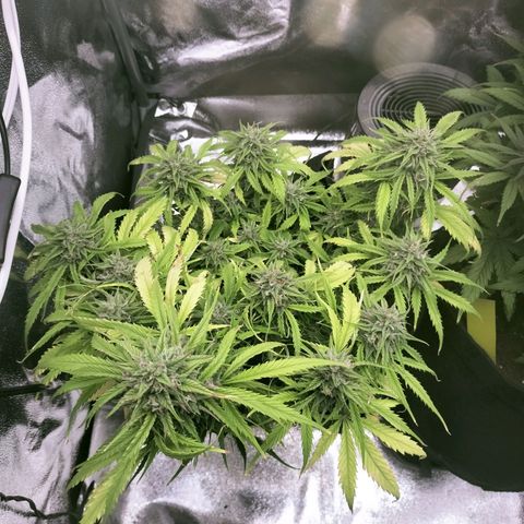 Northern Lights Auto (Indica) growlog timeline photo