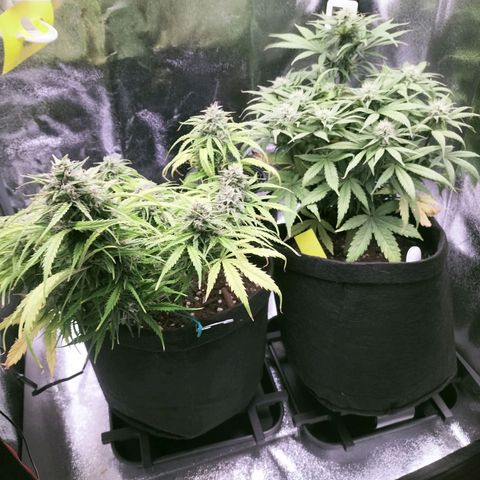 Northern Lights Auto (Indica) growlog timeline photo