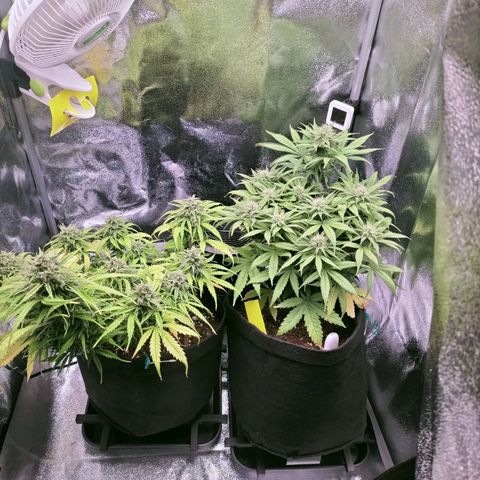 Northern Lights Auto (Indica) growlog timeline photo