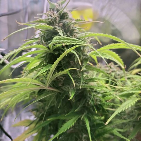 Northern Lights Auto (Indica) growlog timeline photo