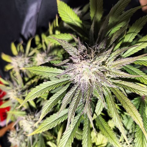 Royal Kush Auto (Indica) growlog timeline photo