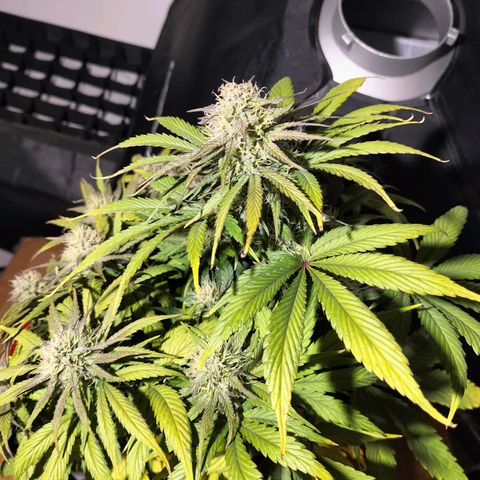 Royal Kush Auto (Indica) growlog timeline photo