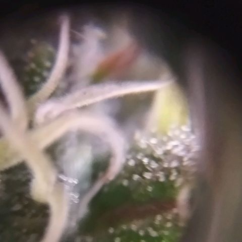 Royal Kush Auto (Indica) growlog timeline photo