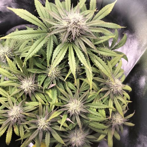 Royal Kush Auto (Indica) growlog timeline photo