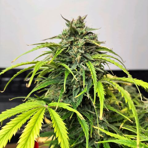 Northern Lights Auto (Indica) growlog timeline photo
