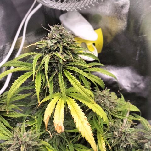 Northern Lights Auto (Indica) growlog timeline photo