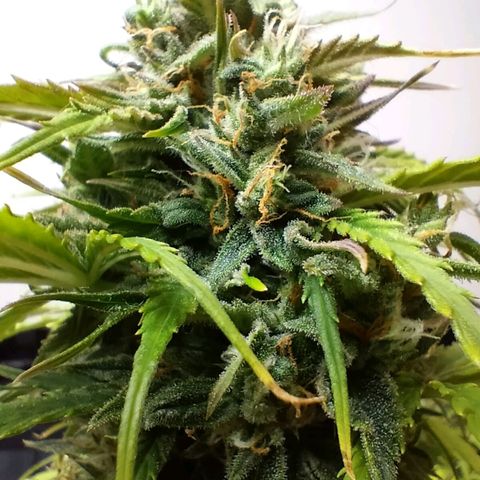 Northern Lights Auto (Indica) growlog timeline photo