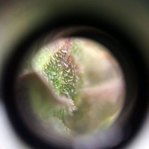 Northern Lights Auto (Indica) growlog timeline photo