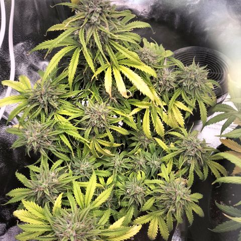 Northern Lights Auto (Indica) growlog timeline photo
