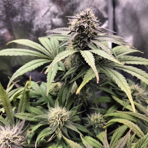 Royal Kush Auto (Indica) growlog timeline photo