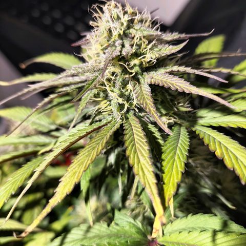 Royal Kush Auto (Indica) growlog timeline photo