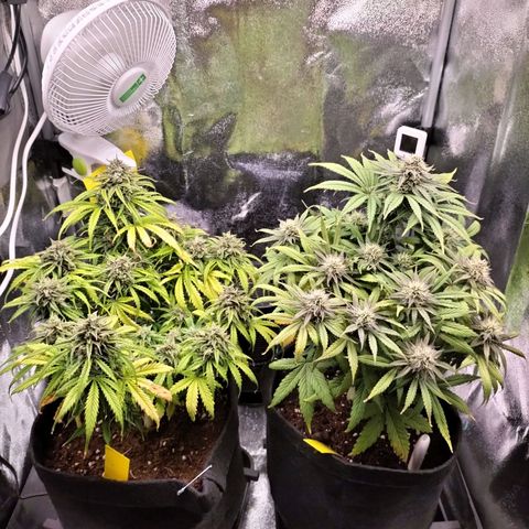 Northern Lights Auto (Indica) growlog timeline photo