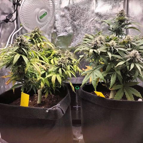 Northern Lights Auto (Indica) growlog timeline photo