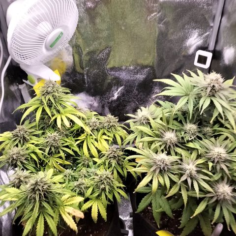 Northern Lights Auto (Indica) growlog timeline photo
