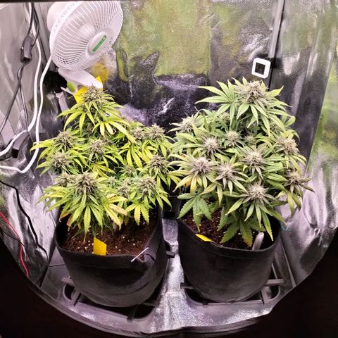 Northern Lights Auto (Indica) growlog timeline photo