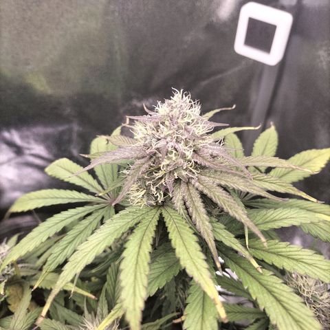 Royal Kush Auto (Indica) growlog timeline photo