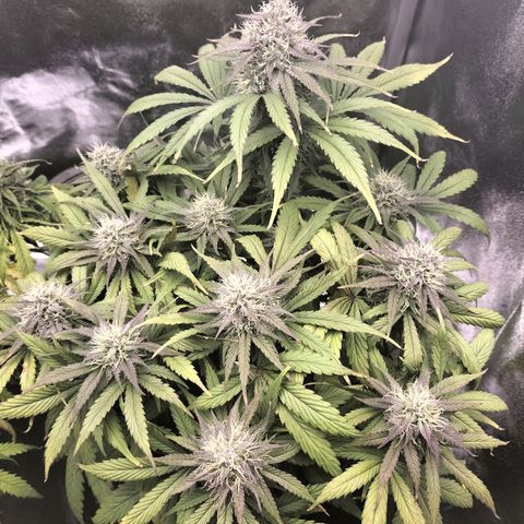 Royal Kush Auto (Indica) growlog timeline photo