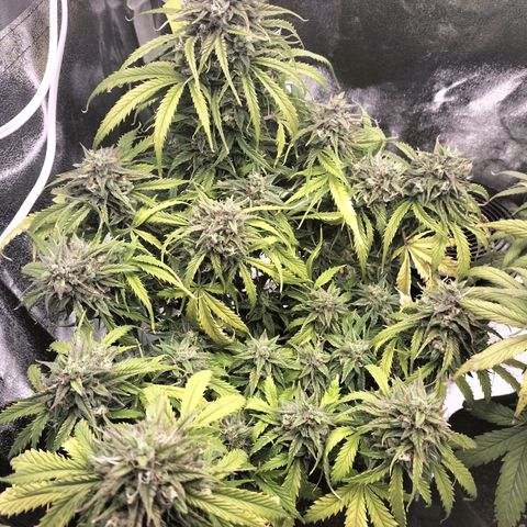 Northern Lights Auto (Indica) growlog timeline photo